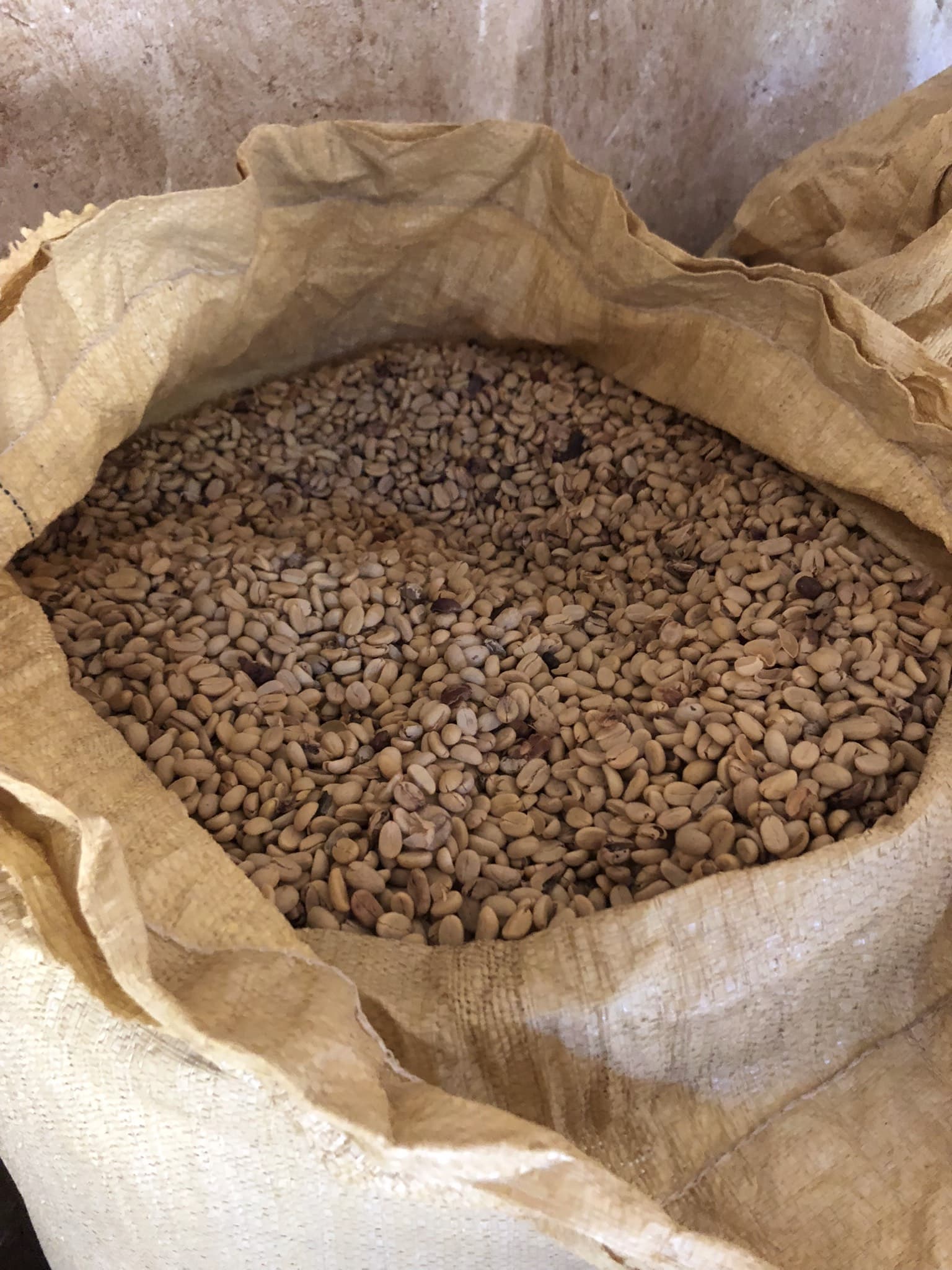 A woven sack of dried parchment coffee, hulled and ready for export