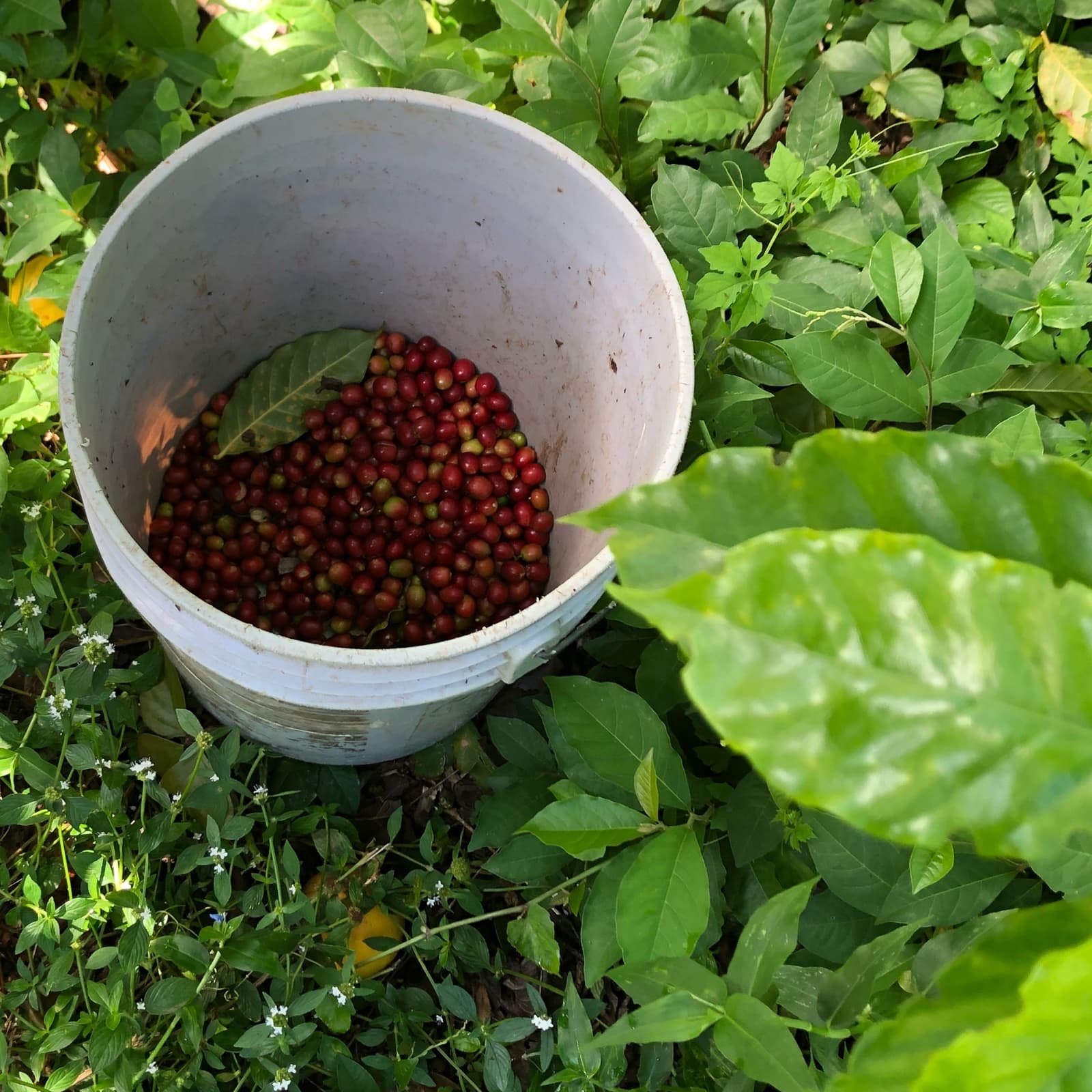 A bucket of freshly picked red coffee cherries among the coffee plants